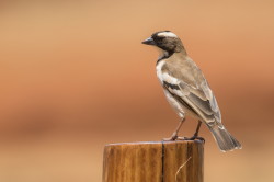 Plocepasser, mahali, White-browed, Sparrow-weaver, Africa, Kenya