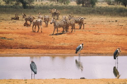 Leptoptilos, crumeniferus, Marabou, Stork, Africa, Kenya