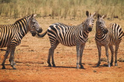 Equus, quagga, Plains, zebra, Africa, Kenya