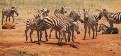 Zebra, stepowa, Equus, quagga, Afryka, Kenia, ssaki