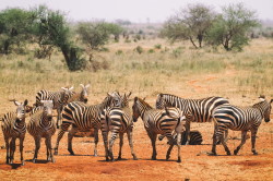 Zebra, stepowa, Equus, quagga, Afryka, Kenia, ssaki