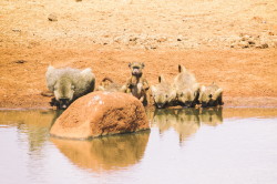 Papio, cynocephalus, Yellow, Baboon, Africa, Kenya