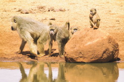 Papio, cynocephalus, Yellow, Baboon, Africa, Kenya