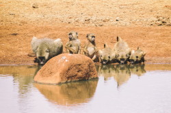 Papio, cynocephalus, Yellow, Baboon, Africa, Kenya