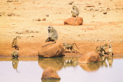 Papio, cynocephalus, Yellow, Baboon, Africa, Kenya