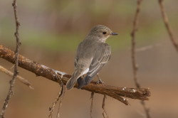 Mucharka, szara, Melaenornis, microrhynchus, Afryka, Kenia, ptaki