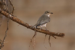 Melaenornis, African, Grey, Bradornis, microrhynchus, Grayish, flycatcher, Large, Flycatcher, Africa, Kenya
