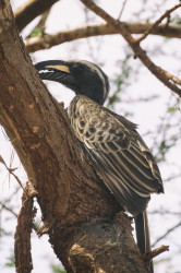 Tockus, nasutus, African, Grey, Hornbill, Africa, Kenya