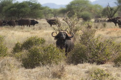 Syncerus, caffer, African, Cape, Buffalo, Africa, Kenya