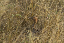 Eupodotis, gindiana, Crested, Bustard, Africa, Kenya