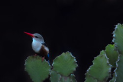 Halcyon, leucocephala, Grey-headed, Kingfisher, Africa, Kenya