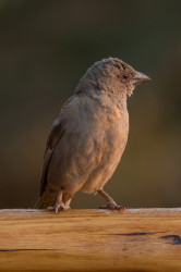 Passer, griseus, Grey-headed, Sparrow, Africa, Kenya