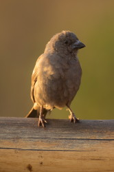 Passer, griseus, Grey-headed, Sparrow, Africa, Kenya