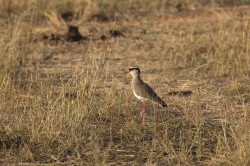 Vanellus, coronatus, Lapwing, Crowned, Plover, Africa, Kenya