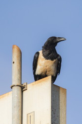 Corvus, albus, Pied, Crow, Africa, Kenya