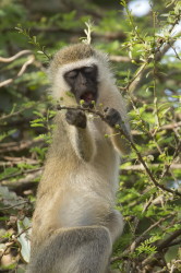 Chlorocebus, pygerythrus, Vervet, monkey, Africa, Kenya