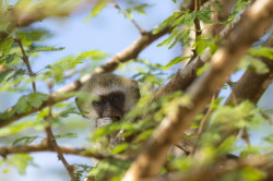 Chlorocebus, pygerythrus, Vervet, monkey, Africa, Kenya