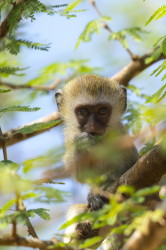 Chlorocebus, pygerythrus, Vervet, monkey, Africa, Kenya