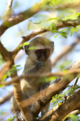 Chlorocebus, pygerythrus, Vervet, monkey, Africa, Kenya