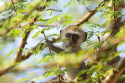 Chlorocebus, pygerythrus, Vervet, monkey, Africa, Kenya