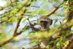 Chlorocebus, pygerythrus, Vervet, monkey, Africa, Kenya