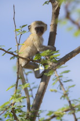 Chlorocebus, pygerythrus, Vervet, monkey, Africa, Kenya