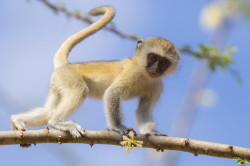 Chlorocebus, pygerythrus, Vervet, monkey, Africa, Kenya