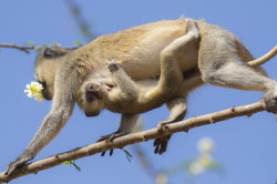 Chlorocebus, pygerythrus, Vervet, monkey, Africa, Kenya