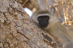 Chlorocebus, pygerythrus, Vervet, monkey, Africa, Kenya