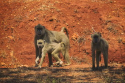 Papio, cynocephalus, Yellow, Baboon, Africa, Kenya
