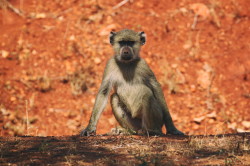 Papio, cynocephalus, Yellow, Baboon, Africa, Kenya