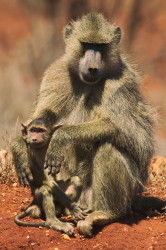 Papio, cynocephalus, Yellow, Baboon, Africa, Kenya