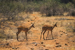 Aepyceros, melampus, Impala, antelope, Africa, Kenya