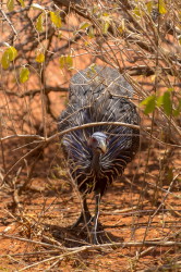 Acryllium, vulturinum, Vulturine, guineafowl, Africa, Kenya