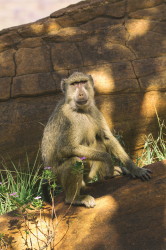 Papio, cynocephalus, Yellow, Baboon, Africa, Kenya