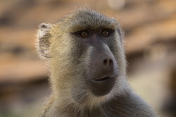 Papio, cynocephalus, Yellow, Baboon, Africa, Kenya