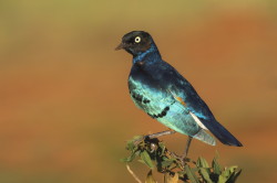 Lamprotornis, superbus, Superb, starling, Africa, Kenya