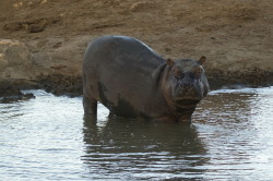 Hipopotam, nilowy, Hippopotamus, amphibius, Afryka, Kenia, ssaki