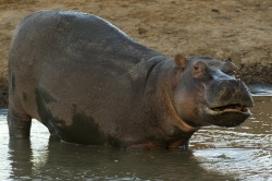 Hipopotam, nilowy, Hippopotamus, amphibius, Afryka, Kenia, ssaki