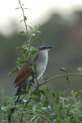 Centropus, superciliosus, White-browed, Coucal, Africa, Kenya