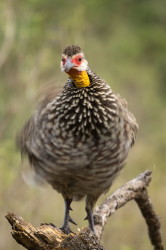 Szponiastong, Pternistis, leucoscepus, Frankolin, togardy, Afryka, Kenia, ptaki