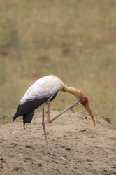 Mycteria, ibis, Yellow-billed, Stork, Africa, Kenya