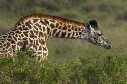 Giraffa, camelopardalis, Giraffe, Africa, Kenya