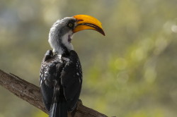 Tockus, flavirostris, Eastern, Yellow-billed, Hornbill, Africa, Kenya