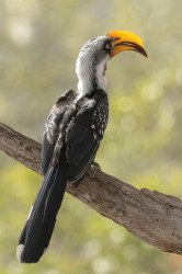 Tockus, flavirostris, Eastern, Yellow-billed, Hornbill, Africa, Kenya