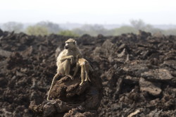 Papio, cynocephalus, Yellow, Baboon, Africa, Kenya