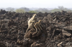 Papio, cynocephalus, Yellow, Baboon, Africa, Kenya