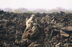 Papio, cynocephalus, Yellow, Baboon, Africa, Kenya