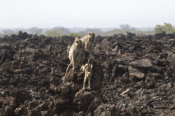 Papio, cynocephalus, Yellow, Baboon, Africa, Kenya