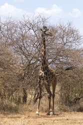 yrafa, Giraffa, camelopardalis, yrafa, Afryka, Kenia, ssaki
